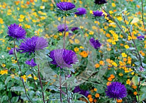 Violet asters or Callistephus chinensis, China asters in the autumn garden.