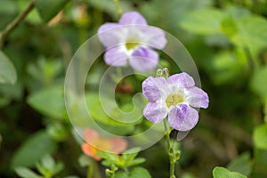 Violet asystasia flowers blooming in the garden. photo