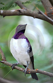 Violet-backed Starling