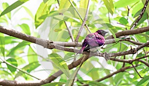 Violet-backed Starling Cinnyricinclus leucogaster, also known as Amethyst or Plum-coloured Starling