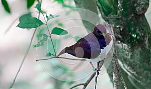 Violet-backed Starling Cinnyricinclus leucogaster, also known as Amethyst or Plum-coloured Starling