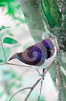 Violet-backed Starling Cinnyricinclus leucogaster, also known as Amethyst or Plum-coloured Starling