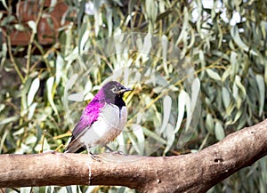 Violet-backed starling Cinnyricinclus leucogaster perching on a wire cage during the day, Kruger National Park