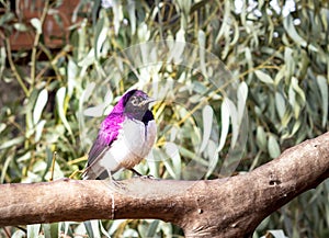 Violet-backed starling Cinnyricinclus leucogaster perching on a wire cage during the day, Kruger National Park