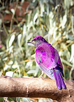 Violet-backed starling Cinnyricinclus leucogaster perching on a wire cage during the day, Kruger National Park