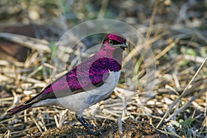 Violet-backed starling in Kruger National park, South Africa