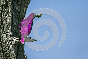 Violet-backed starling in Kruger National park, South Africa