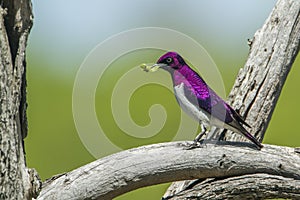 Violet-backed starling in Kruger National park, South Africa