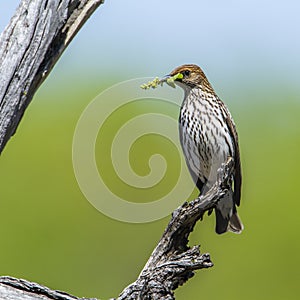 Violet-backed starling in Kruger National park, South Africa photo