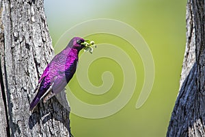 Violet-backed starling in Kruger National park, South Africa