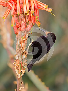 Violet backed sunbird