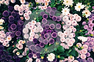 Fialový kvety 
