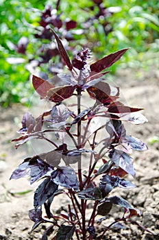 Violet basil