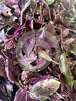 Fresh violet basilic plant