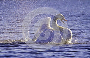 Púrpura banos cisne 