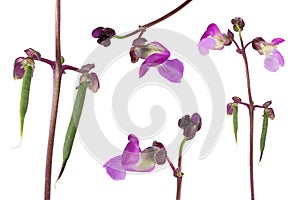 Violet bean flower on white