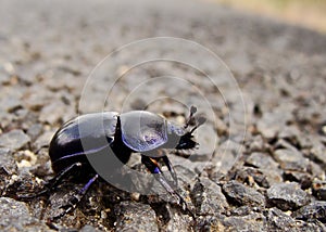 violet beetle