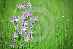 Violet bell-flower in green meadow