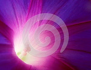 Violet bindweed photo