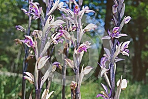 Violet bird`s-nest orchid in bloom