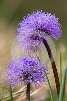 Violet bloom naked-stalked globularia globularia nudicaulis fl