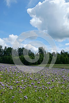 Violet Blooming phacelia field