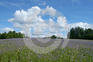 Violet Blooming phacelia field