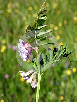 Violet blooming vetch plant in spring, Lithuania