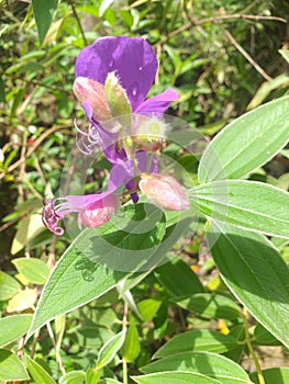 Violet bloomy flower