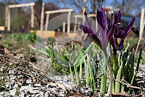 Violet blossoming flowers of Netted Iris, during early spring march season in garden