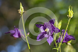 The violet blossoming Lilac Aquilegia flower over green background