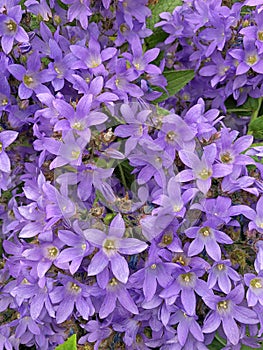 A violet blue Campanula flowering bush