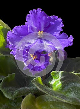 Violet-blue flower violet with pistils.