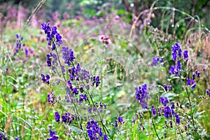 Violet blue flowers Aconitum  aconite, monkshood, wolf`s bane, leopard`s bane, mousebane, queen of all poisons, blue rocket,