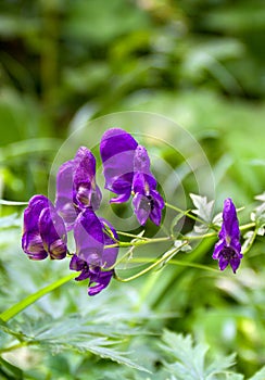 Violet-blue flowers Aconitum known as aconite, monkshood, wolf`s bane, leopard`s bane, mousebane, queen of all poisons