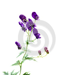 Violet-blue flowers Aconitum known as aconite, monkshood, wolf`s bane, leopard`s bane, mousebane, queen of all poisons