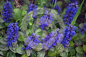 Violet-blue flowers in the garden Ajuga reptans