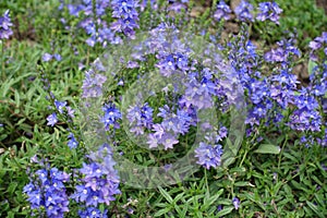 Violet and blue flowers of prostrate speedwell