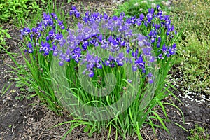 Violet and blue iris flowers close-up on green garden background. Sunny day. Lot of irises. . Blue and violet iris flowers are