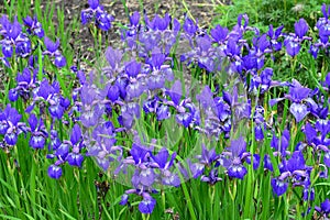 Violet and blue iris flowers close-up on green garden background. Sunny day. Lot of irises. . Blue and violet iris flowers are