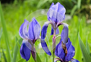 Violet and blue iris flowers closeup on green garden background. Sunny day. Lot of irises. Large cultivated flowerd of bearded iri