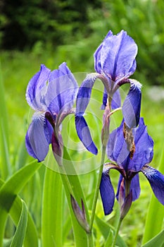 Violet and blue iris flowers closeup on green garden background. Sunny day. Lot of irises. Large cultivated flowerd of bearded iri