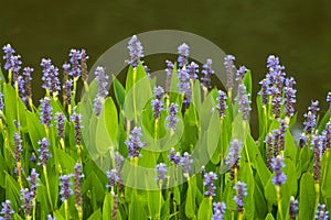 Violet blue Pontederia flowers photo