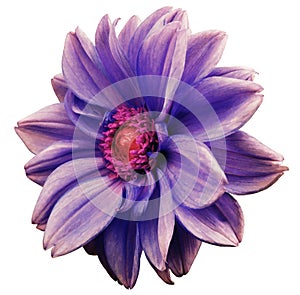 Violet-blue-white flower dahlia, white isolated background with clipping path. Closeup. no shadows. crimson-red center. side