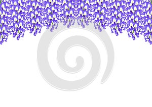 Violet Blue Wisteria isolated on White Background with copy space. Vector Illustration