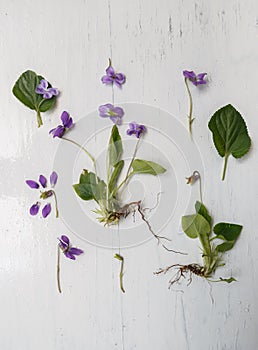 Violet botanical herbarium