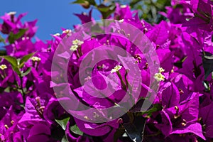 Violet bougainvillea flowers bloom close-up against a blue sky. Turkey