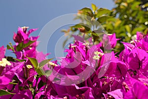Violet bougainvillea flowers bloom close-up against a blue sky. Turkey