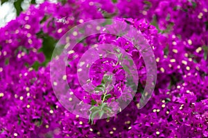 Violet bougainvillea flowers, ivy flowers