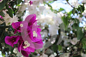 Violet bougainvillea, Touch of spring photo